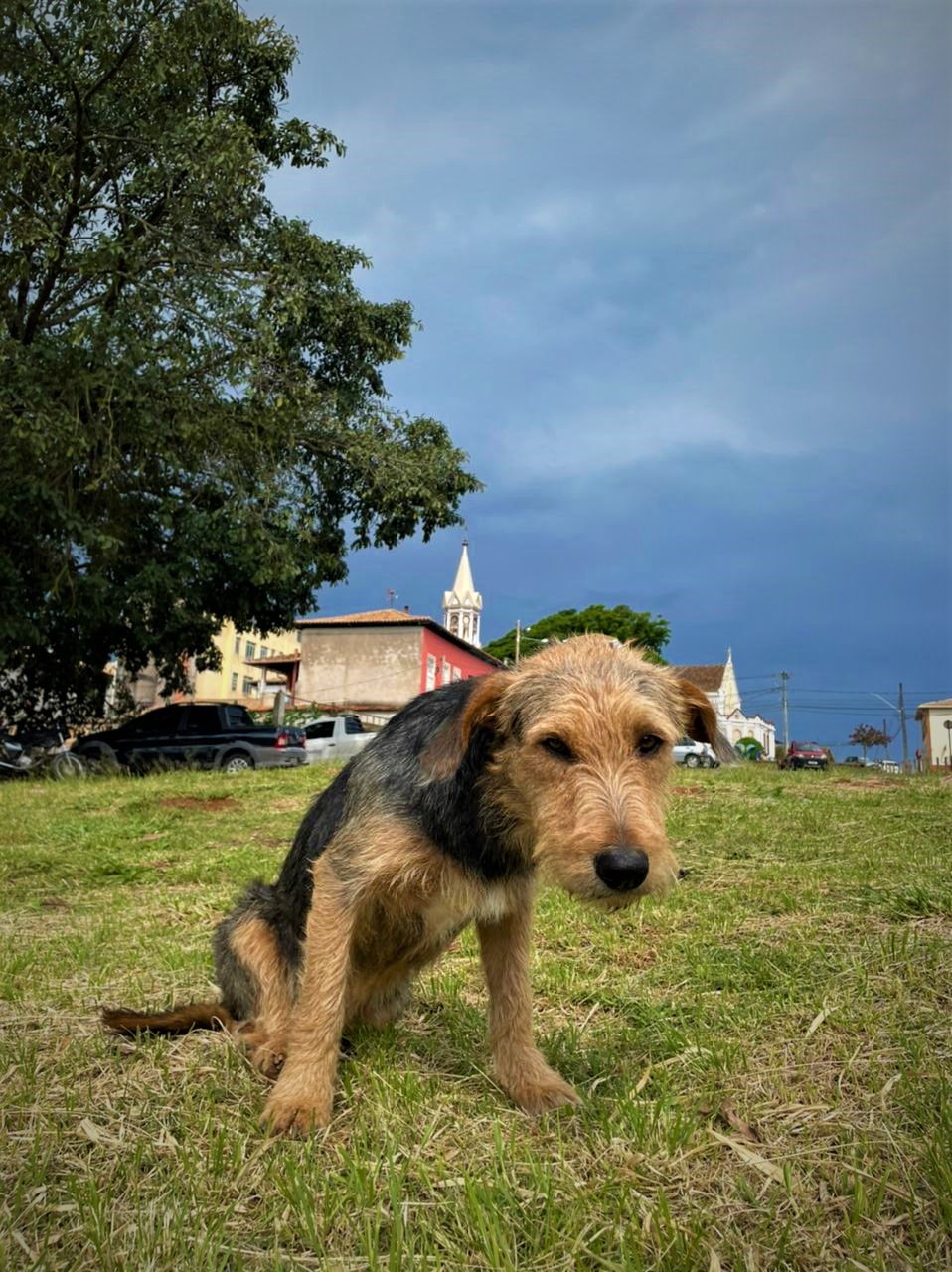 Vereadores cobram atitude do Executivo quanto à situação dos animais de rua e solicitam melhorias no transporte de pacientes